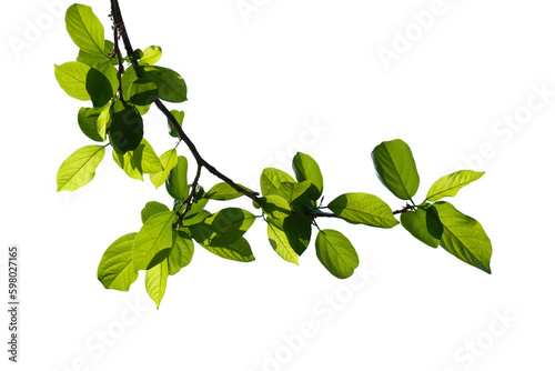 Tree branch isolated on white background