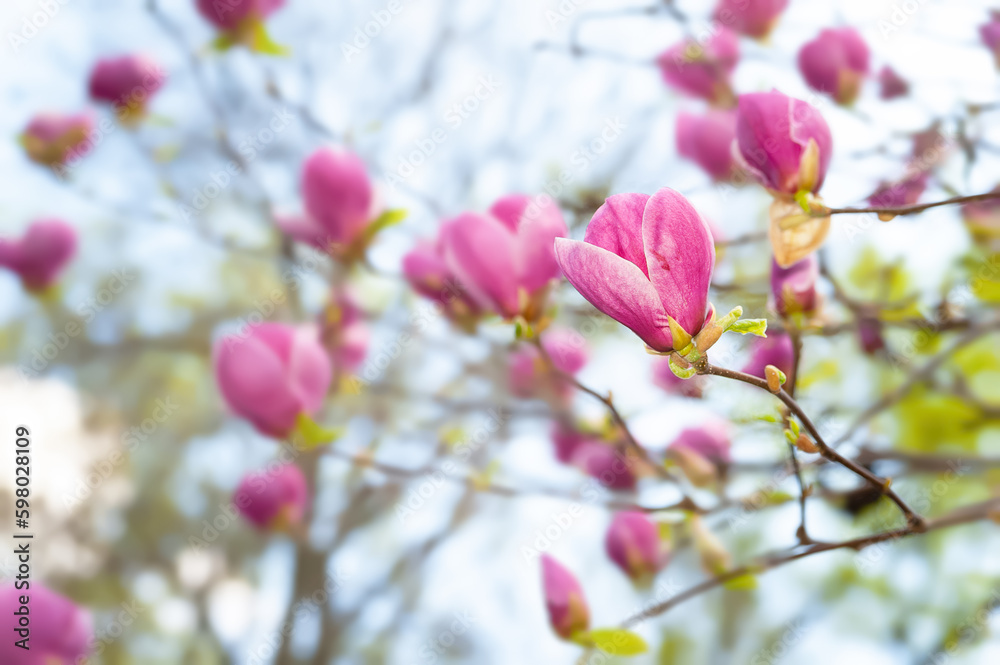 Magnolia flowering. Pink magnolia flowers on branches close up. Magnolia trees in a botanical garden. Selective focus. Natural background Magnolia flowering. Pink magnolia flowers on branches close up. Magnolia trees in a botanical garden. Selective focus. Natural background