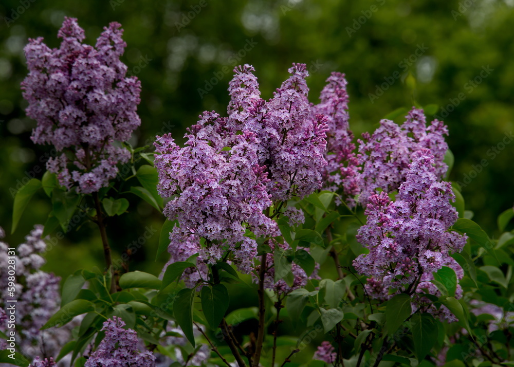 Russia. South of Western Siberia, Kuznetsk Alatau. Blooming lilac in the city park of the district center. Russia. South of Western Siberia, Kuznetsk Alatau. Blooming lilac in the city park of the district center.