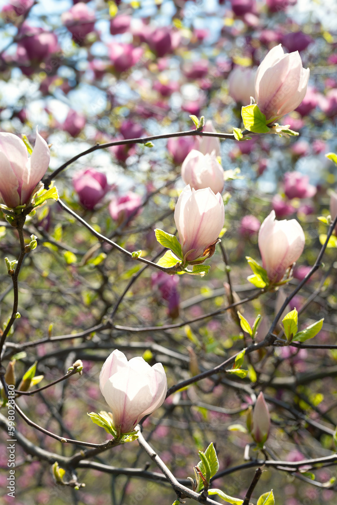 Magnolia flowering. Flowers of white and pink magnolia on the branches close-up. Magnolia trees in the botanical garden. Selective focus. Natural background Magnolia flowering. Flowers of white and pink magnolia on the branches close-up. Magnolia trees in the botanical garden. Selective focus. Natural background