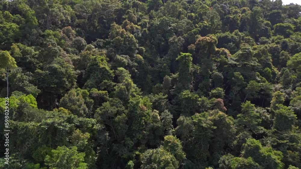 jungle rainforest primeval forest on mountain. Best aerial top view flight drone Generative AI jungle rainforest primeval forest on mountain. Best aerial top view flight drone Generative AI