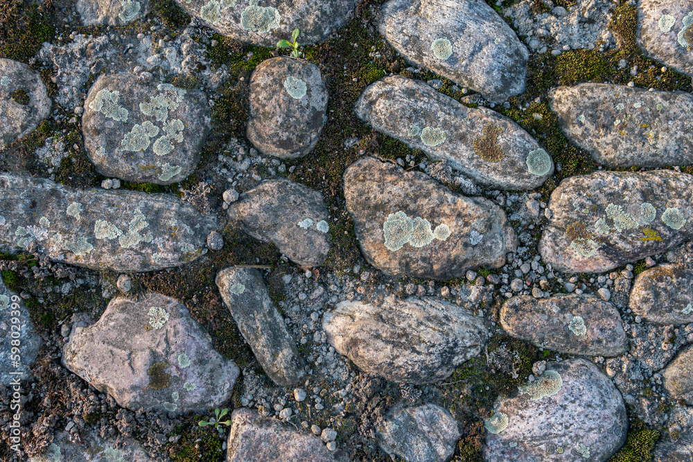 Mold in nature outdoors. Natural moss, mould, must, fungus. Mold in nature outdoors. Natural moss, mould, must, fungus.