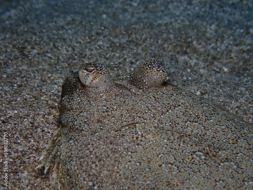 flat fish flounder swim underwater close up camoufflage on sand ocean scenery