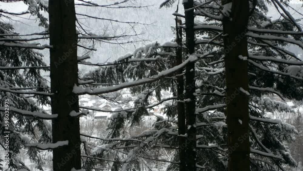 Old pine trees in the snow against the backdrop of a mountain village. A small snowfall is visible in the frame. Close shot. Old pine trees in the snow against the backdrop of a mountain village. A small snowfall is visible in the frame. Close shot.