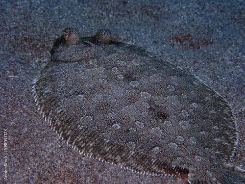 Fotografiet flounder flat fish underwater camoufflage o sand ocean scenery