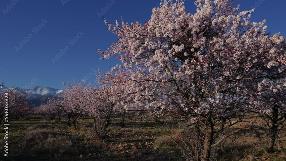 Spring landscape with apricot trees on mountains background, Kyrgyzstan Spring landscape with apricot trees on mountains background, Kyrgyzstan