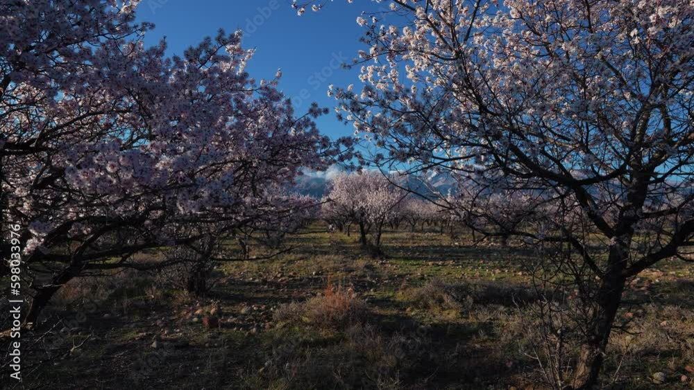 Spring landscape with apricot trees on mountains background, Kyrgyzstan Spring landscape with apricot trees on mountains background, Kyrgyzstan