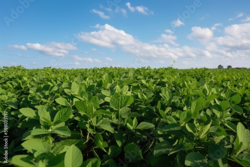 A field of green soybean plants with a blue sky in the background