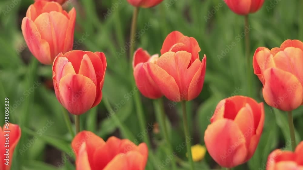 Bright orange tulips close-up. Tulips in the city, spring flowers. City alley of blooming tulips. Park of bright beautiful flowers. World Tulip Day Bright orange tulips close-up. Tulips in the city, spring flowers. City alley of blooming tulips. Park of bright beautiful flowers. World Tulip Day