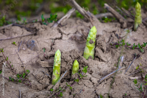 green asparagus sprouts breaking