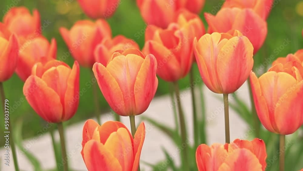 Bright orange tulips close-up. Tulips in the city, spring flowers. City alley of blooming tulips. Park of bright beautiful flowers. World Tulip Day Bright orange tulips close-up. Tulips in the city, spring flowers. City alley of blooming tulips. Park of bright beautiful flowers. World Tulip Day