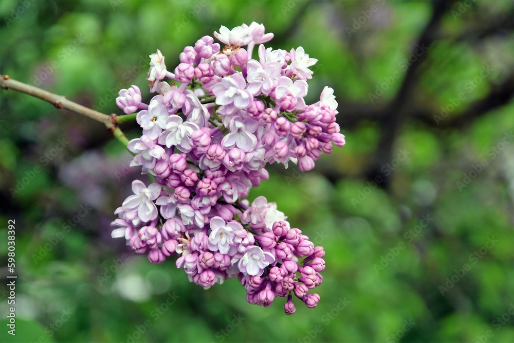 Lilac trees in lilac garden in Moscow.