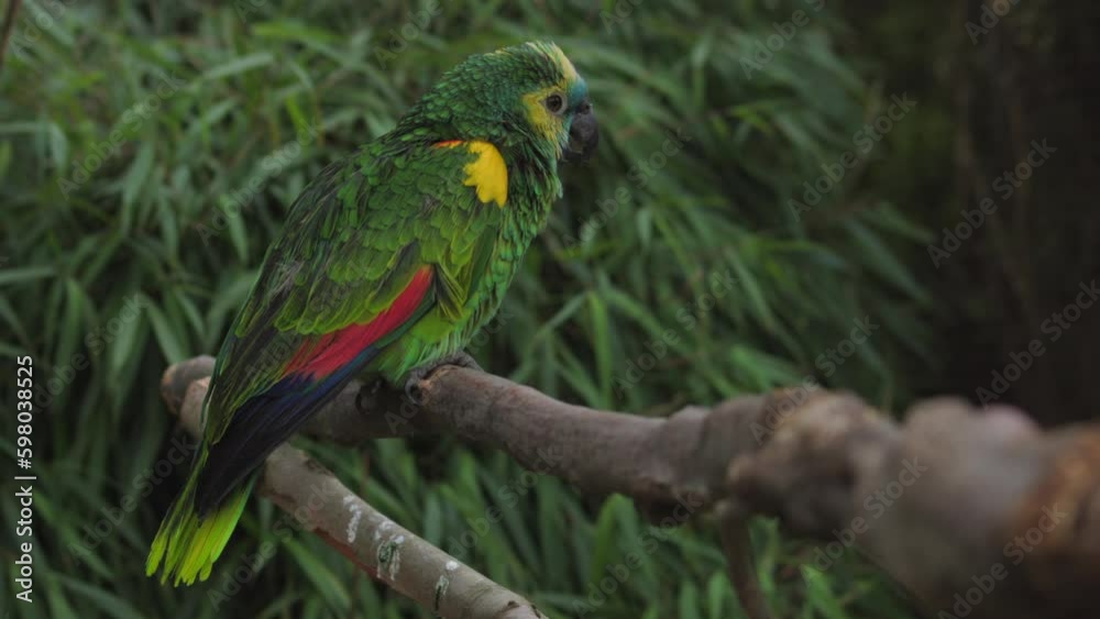 Blue-fronted parrot sitting on a branch Generative AI Blue-fronted parrot sitting on a branch Generative AI
