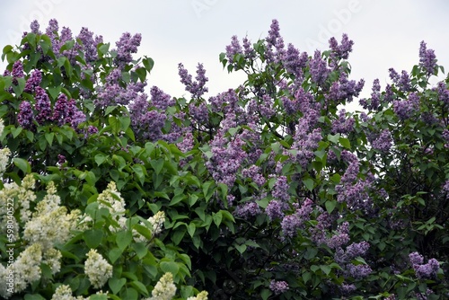 Obraz na płótnie Lilac trees in lilac garden in Moscow. w salonie