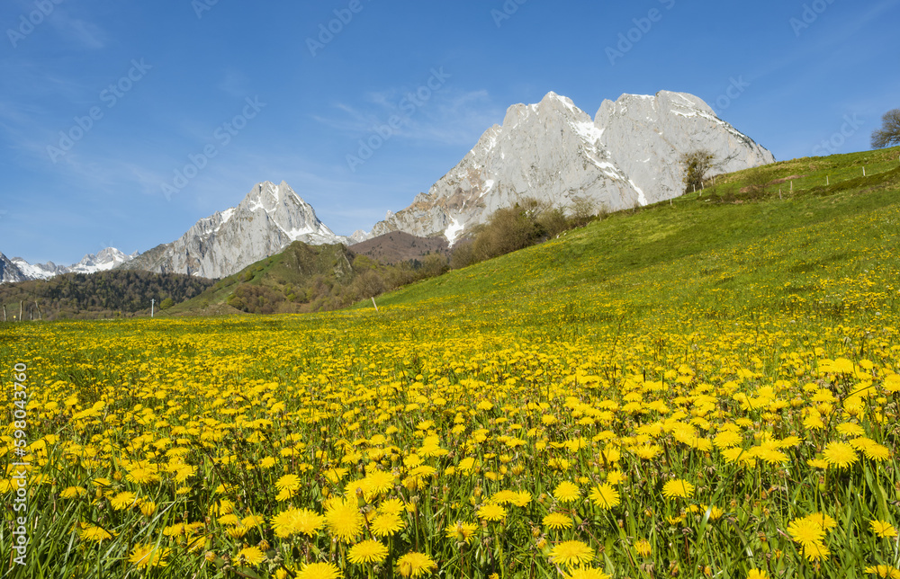 Spring dandelion meadow, cirque de Lescun, Pyrenees of France