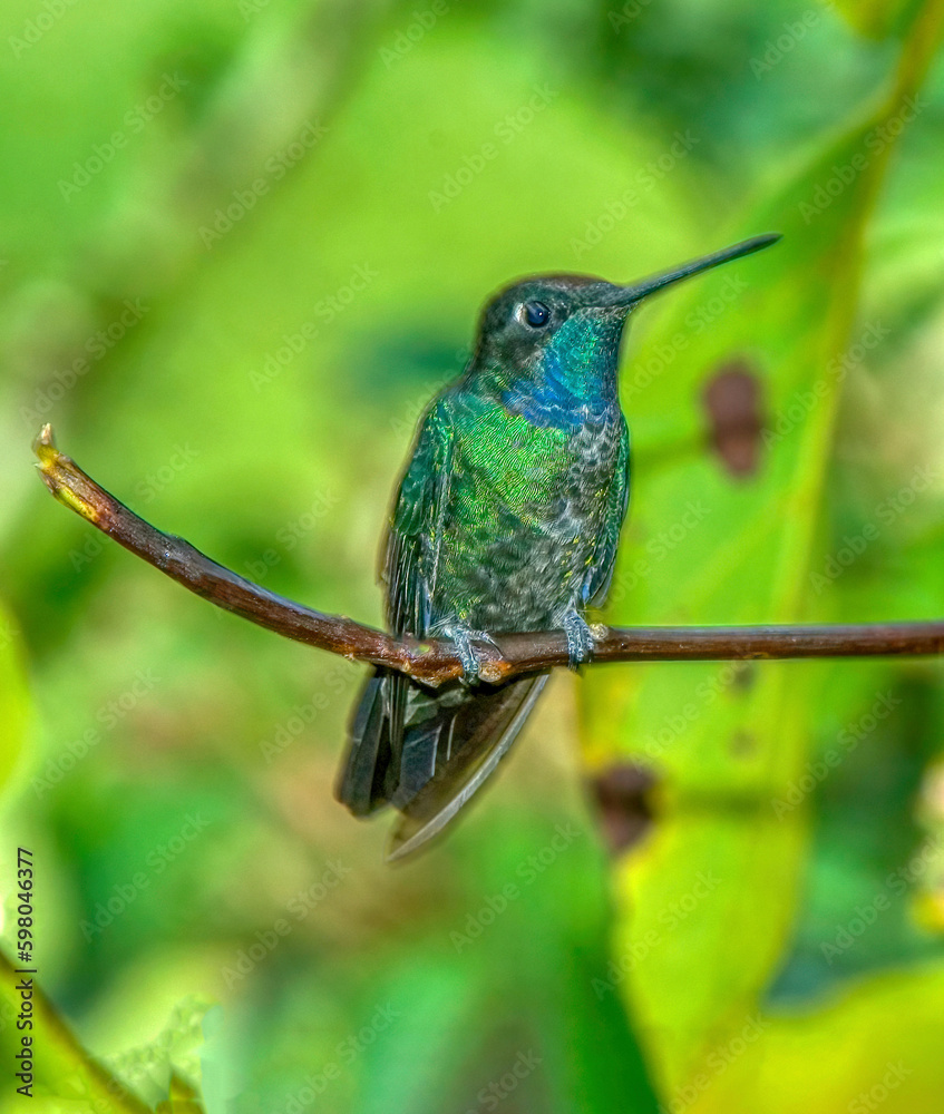 Fototapeta premium Magnificient hummingbird in Costa Rica