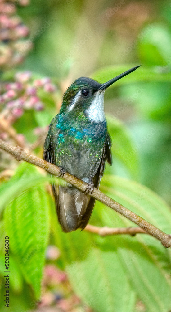 Gray tailed Mountain gem hummingbird Gray tailed Mountain gem hummingbird