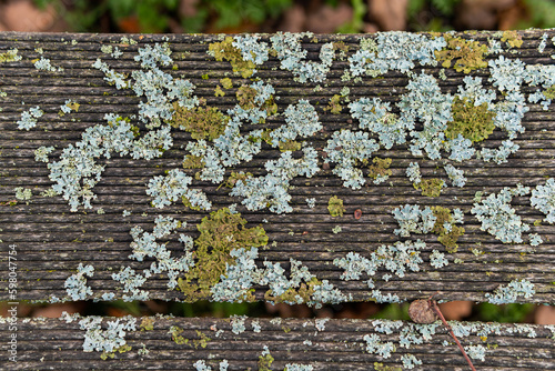 Mold in nature outdoors. Natural moss, mould, must, fungus.