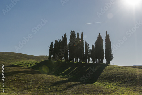 Tree group on hilly Tuscany countryside near San Quirico d'Orcia in Italy
