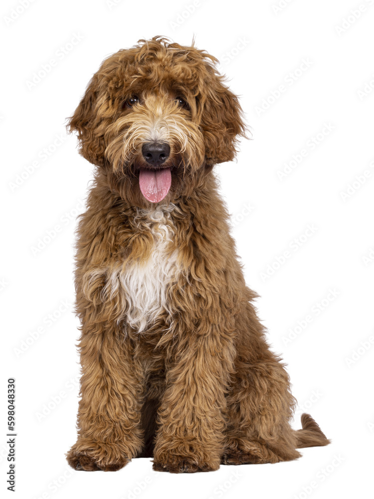 Cute Cobberdog aka Labradoodle dog, sitting up facing front. Looking curious towards camera. isolated cutout on transparent background. Tongue out. Cute Cobberdog aka Labradoodle dog, sitting up facing front. Looking curious towards camera. isolated cutout on transparent background. Tongue out.