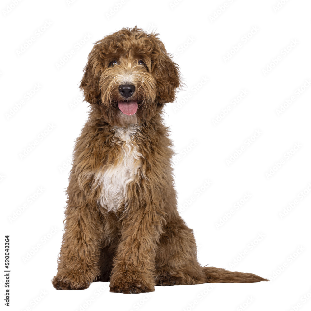 Cute Cobberdog aka Labradoodle dog, sitting up facing front. Looking curious towards camera. isolated cutout on transparent background.. Tongue out. Cute Cobberdog aka Labradoodle dog, sitting up facing front. Looking curious towards camera. isolated cutout on transparent background.. Tongue out.