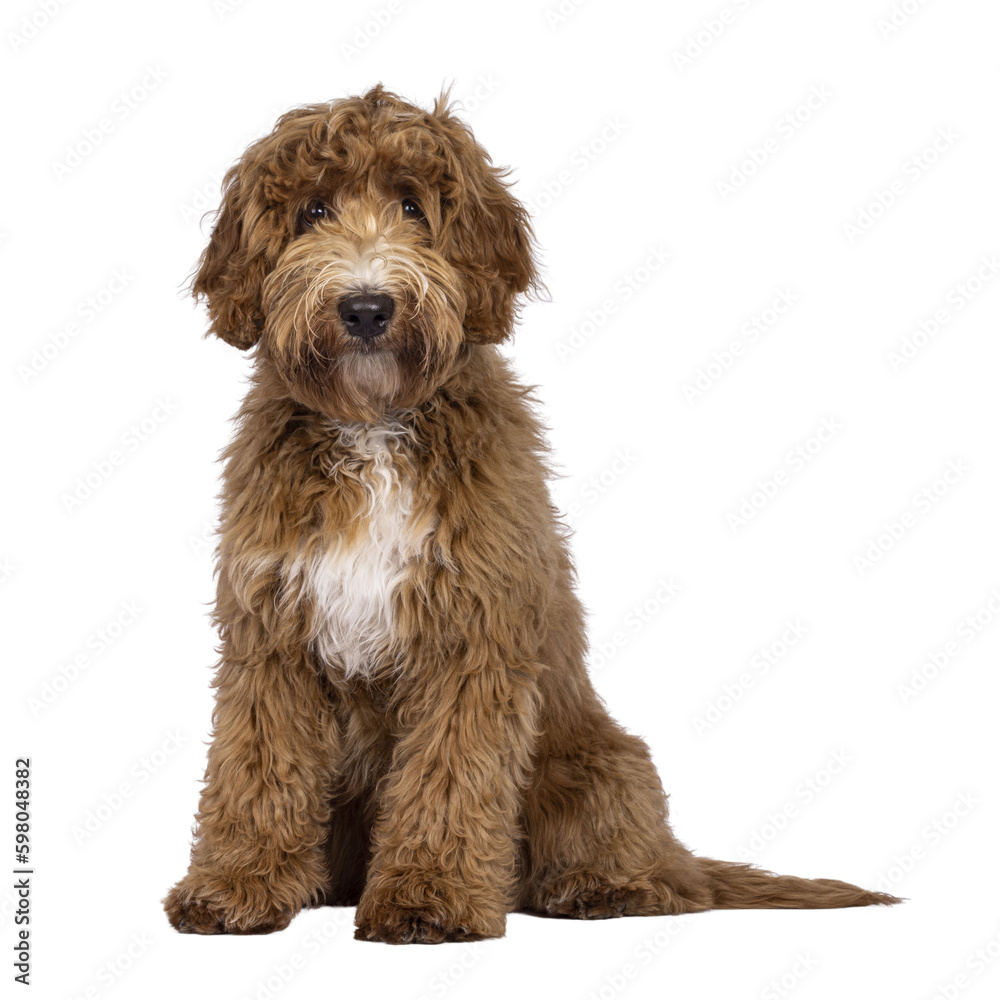 Cute Cobberdog aka Labradoodle dog, sitting up facing front. Looking curious towards camera. isolated cutout on transparent background. Cute Cobberdog aka Labradoodle dog, sitting up facing front. Looking curious towards camera. isolated cutout on transparent background.