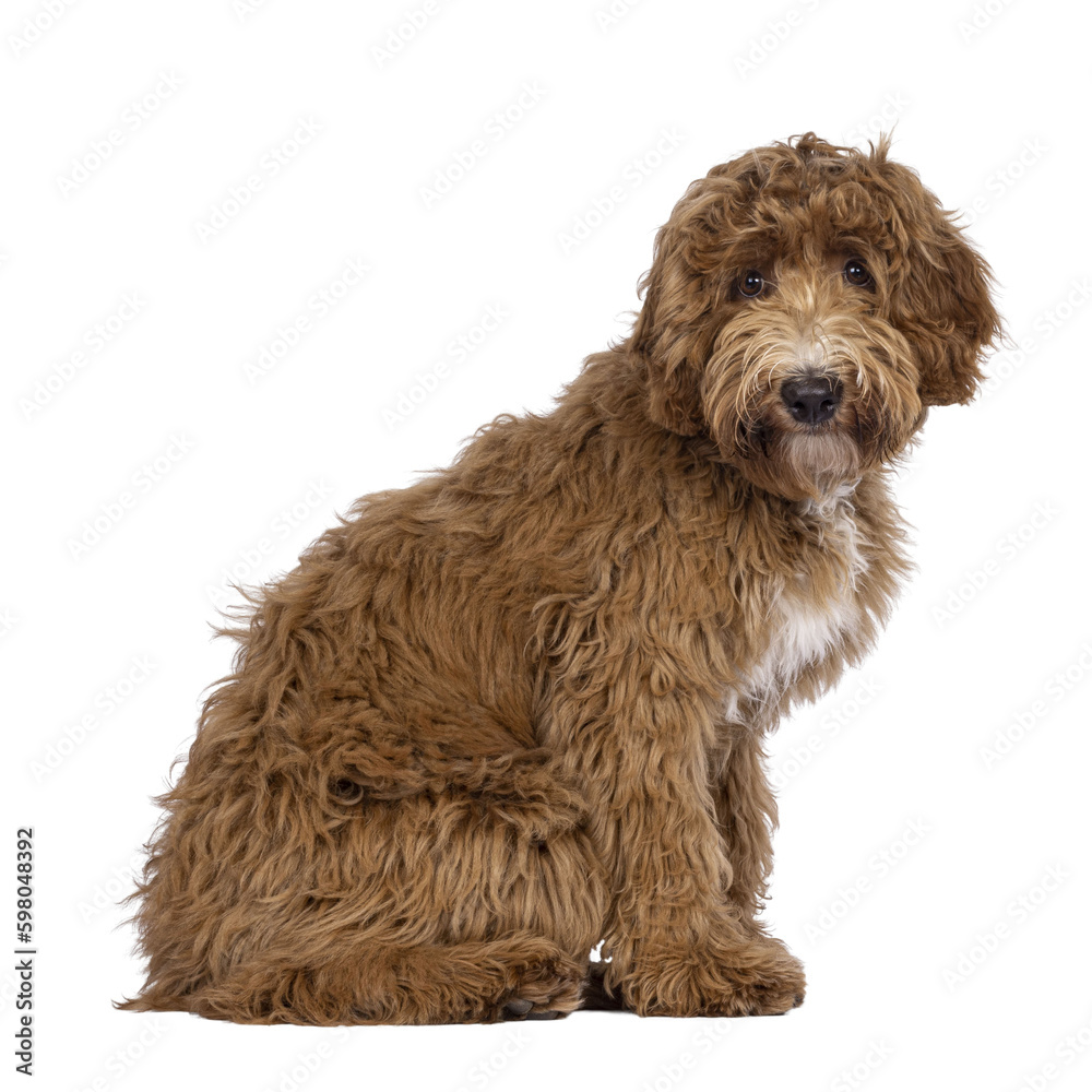Fototapeta premium Cute Cobberdog aka Labradoodle dog, sitting up side ways. Looking curious towards camera. isolated cutout on transparent background.