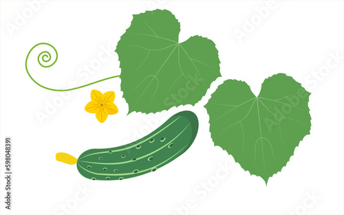 Cucumber, cucumber leaf and flower, vector icons, flat design.