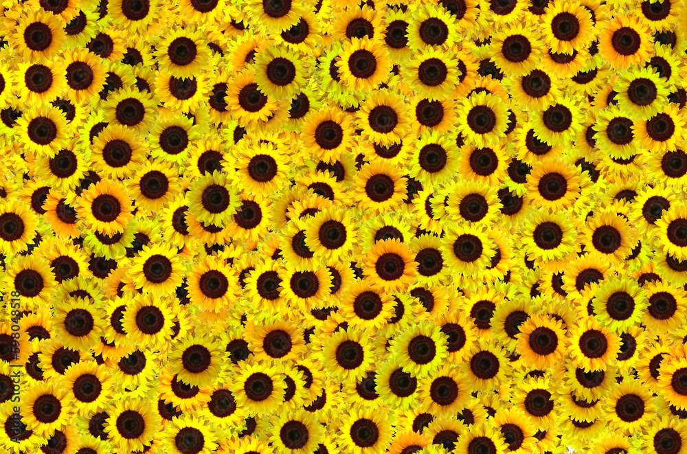 A close up of a yellow sunflower pattern A close up of a yellow sunflower pattern