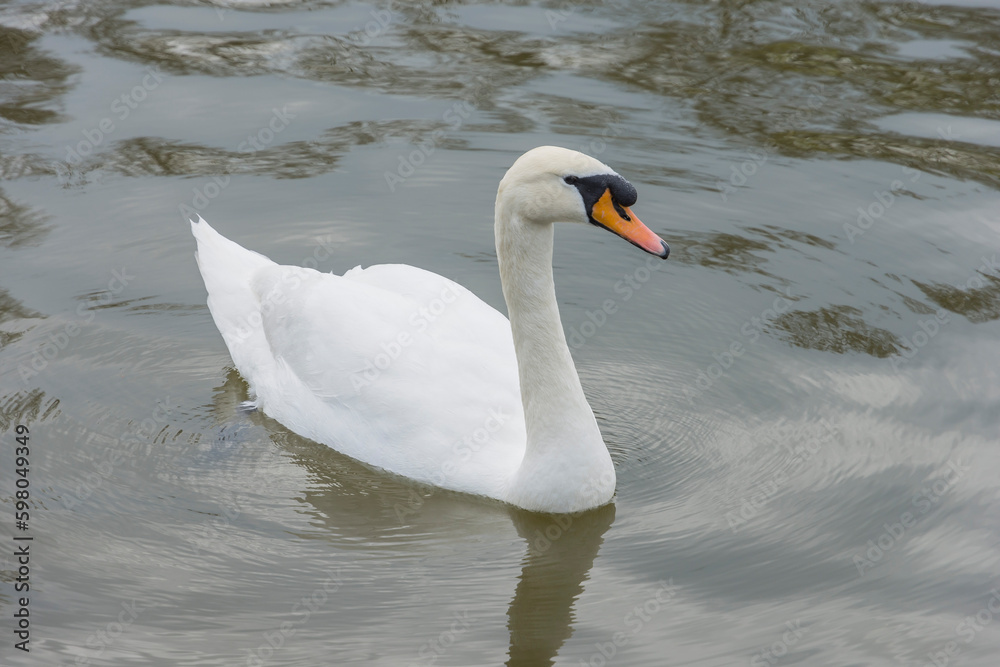 Obraz premium A white swan swims on the pond in the park