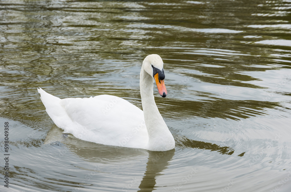Fototapeta premium A white swan swims on the pond in the park