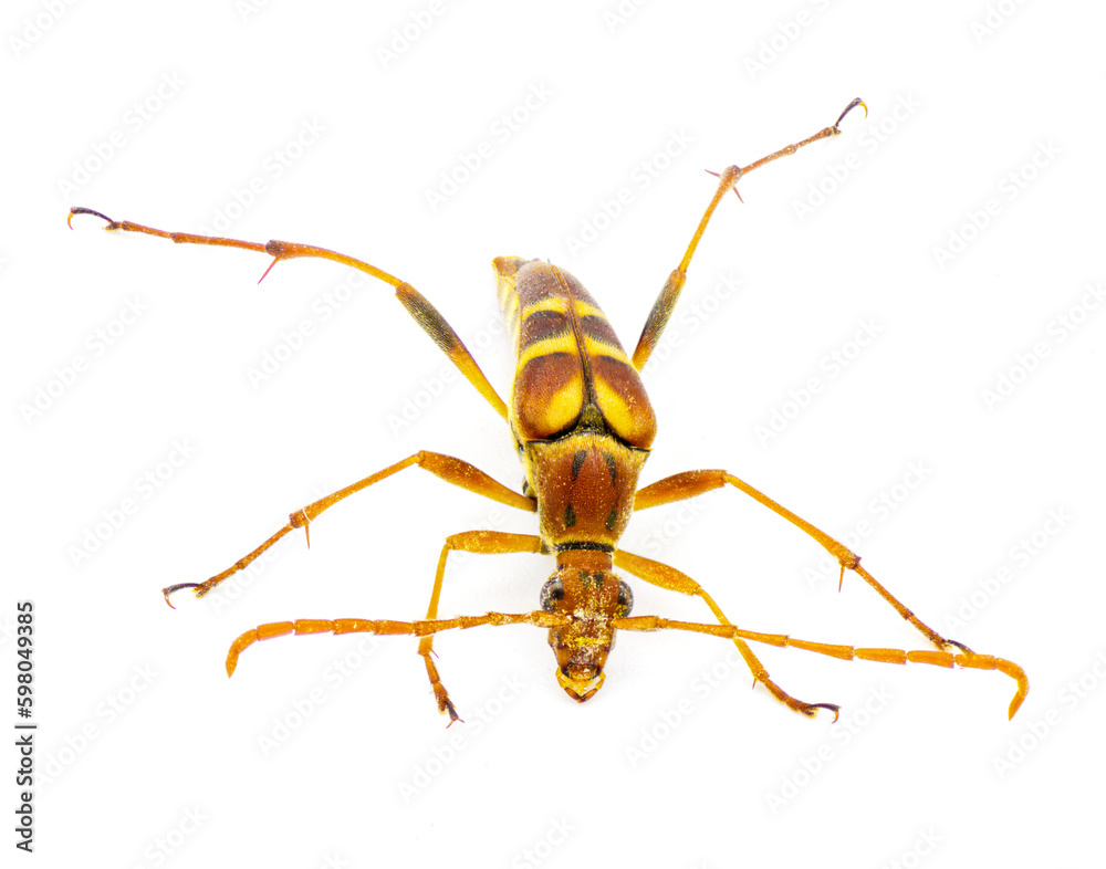 Fototapeta premium six spotted flower strangalium - Strangalia sexnotata - is a species of flower longhorn in the family of beetle known as Cerambycidae. isolated on white background top view