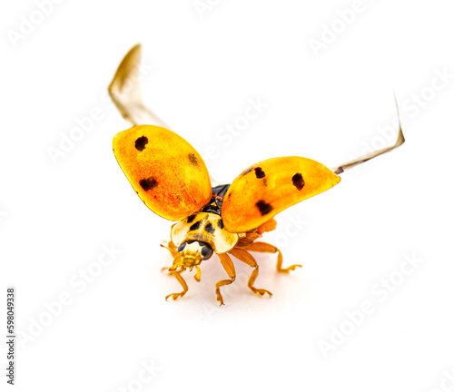 Ladybird beetle, Asian lady beetle, lady bug - Harmonia axyridis - orange shell wings open preparing ready for flight isolated on white background