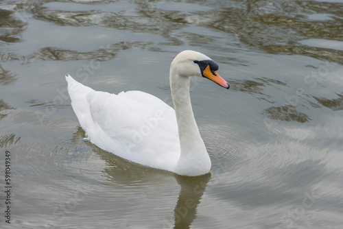 Fototapeta Naklejka Na Ścianę i Meble -  A white swan swims on the pond in the park
