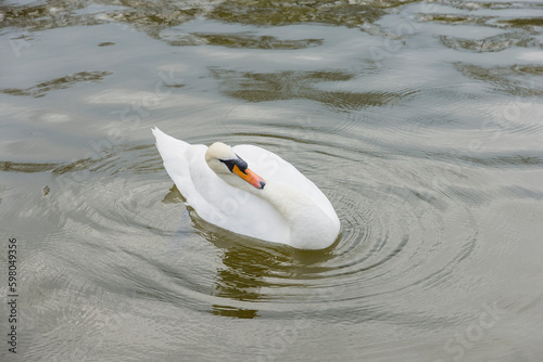 Fototapeta Naklejka Na Ścianę i Meble -  A white swan swims on the pond in the park
