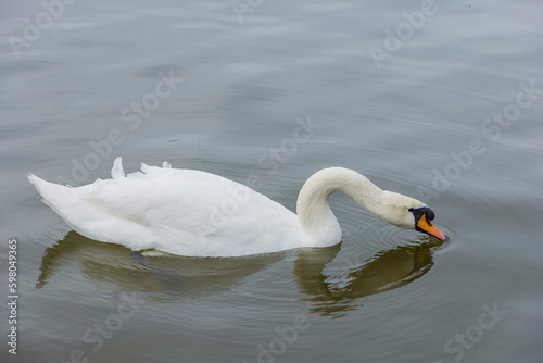 Fototapeta Naklejka Na Ścianę i Meble -  A white swan swims on the pond in the park