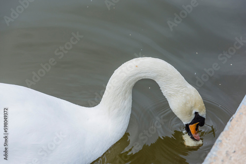 Fototapeta Naklejka Na Ścianę i Meble -  A white swan swims on the pond in the park