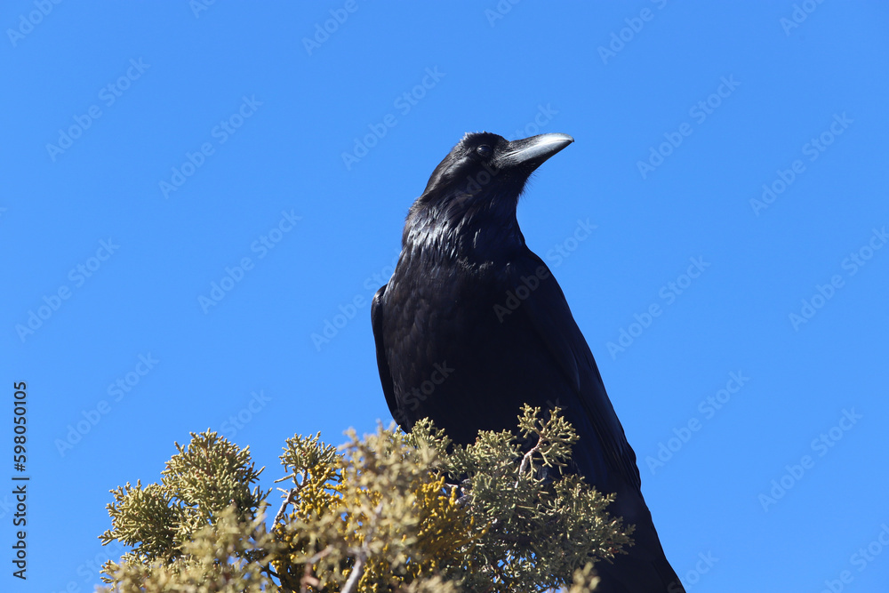 Fototapeta premium Raven