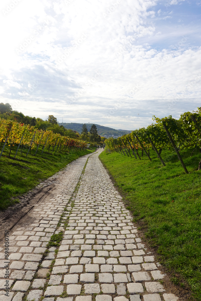 Wine yards in Stuttgart region in Germany in October Wine yards in Stuttgart region in Germany in October