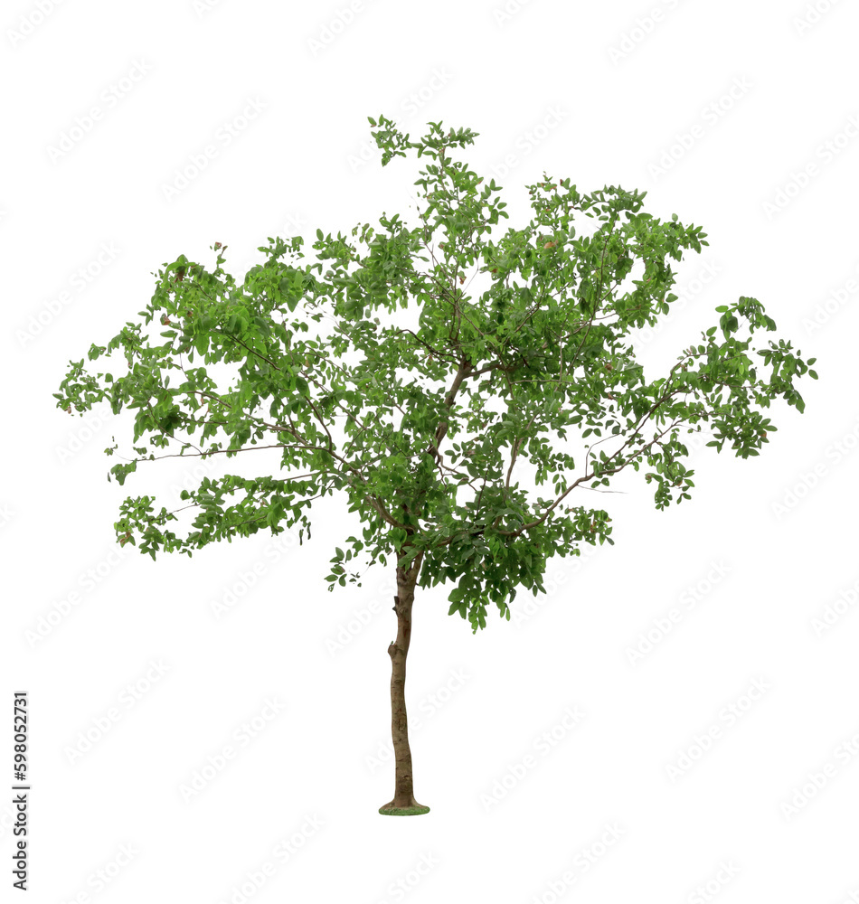 Green Tree isolated Green Tree isolated