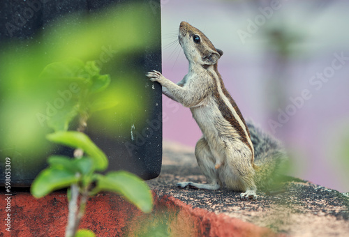 A cute looking Indian palm squirrel (Funambulus palmarum) playing behind plant pots in a roof garden
