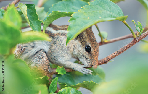 A cute looking Indian palm squirrel (Funambulus palmarum) hiding behind branches of a potted hibiscus plant in a roof garden photo