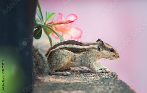 A cute looking Indian palm squirrel (Funambulus palmarum) playing behind plant pots in a roof garden