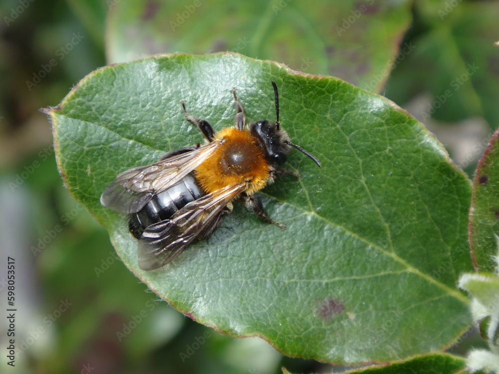 Female grey patched mining bee (Andrena nitida) resting on a green leaf