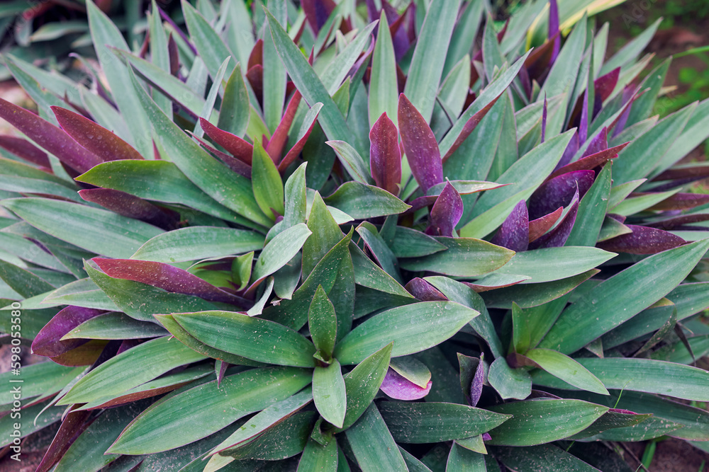 Fototapeta premium Beautiful looking purple-green leaves of Tradescantia Spathacea Swartz (Boat Lily, Moses-in-the-Cradle), a tropical, ornamental garden-plant native to Mexico. A perennial herb that has medicinal uses.