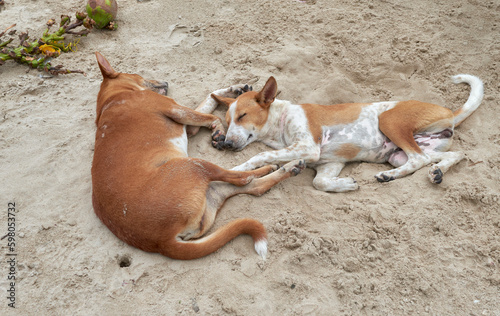 Two stray dogs resting (sleeping) on a sandy beach in a hot summer day. Photo taken near Digha, West. Bengal. photo