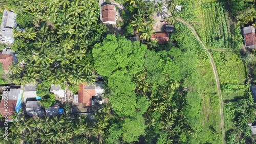 Village houses with trees and agricultural land all around aerial view. Footpath at village house to the road.
 photo