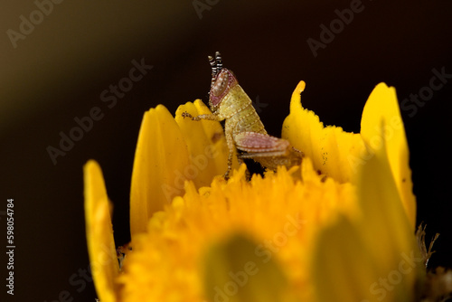 saltamontes sobre una flor de manzanilla loca, langosta gris norteña (schistocerca nitens) photo