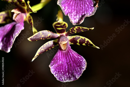 pulpito orquídea de apéndice (prosthechea  cochleata)  photo