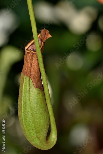 planta jarra tropical (nepenthes mirabilis) photo